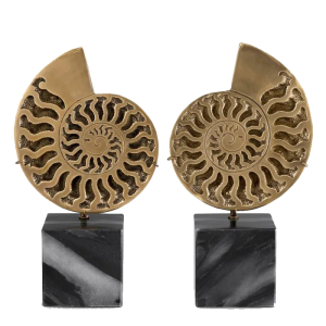 OBJECT AMMONITE SET OF 2
